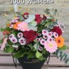 1000 Wünsche