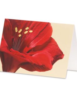 Karte/Amaryllis