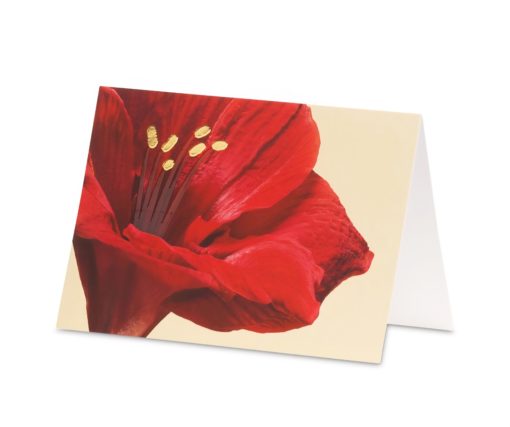 Karte/Amaryllis