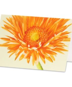 Karte/Gerbera