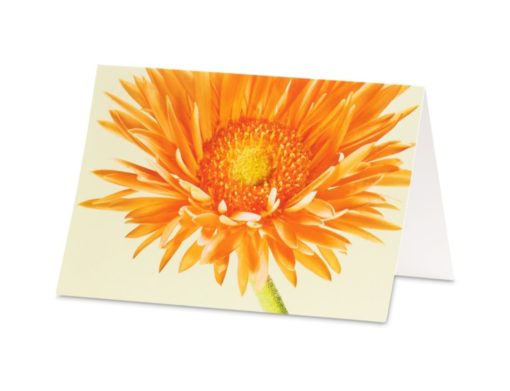 Karte/Gerbera