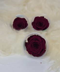 konservierte Rose
