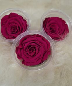 konservierte Rosen