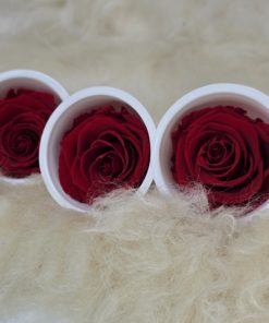 konservierte Rosen