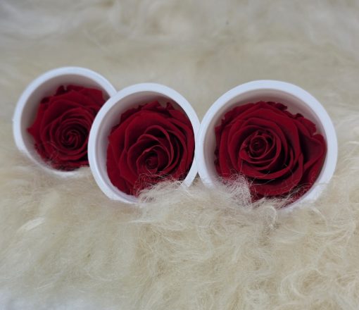 konservierte Rosen