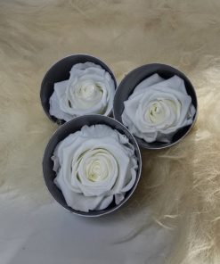 konservierte Rosen