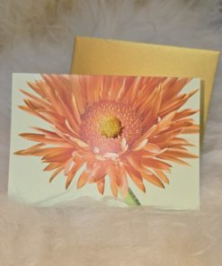 Karte/Gerbera