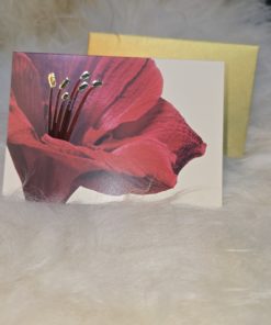 Karte/Amaryllis